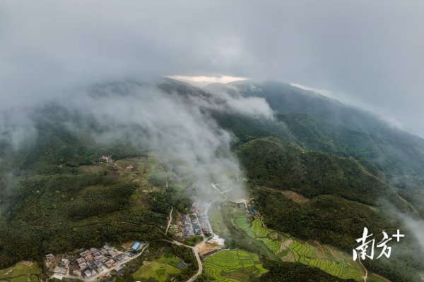 尚红网  金色花海又霸屏！广州300亩油菜花盛开美如画丨南方拍客看广东
